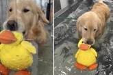 Golden Retriever hat besonderen Freund und erobert damit das Netz im Sturm
