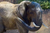 Frühstück im Zoo, Sommer-Open-Air oder Renntag: Das erwartet Euch Samstag in Magdeburg