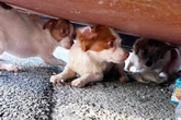 Frau versucht, drei kleine Hunde unter Müllcontainer zu retten: "Mir fehlen ehrlich die Worte"