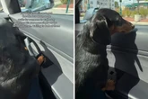 Dackel fährt im Auto mit: Dann lernt der Hund einen neuen Trick und sorgt so für reichlich Chaos