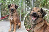 Verspielter Hund begeht Fehler: Findet Leo trotzdem sein Glück?