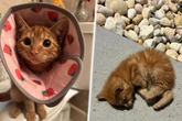 Mann wirft Katze aus dem Auto: Nun ist sie in den besten Händen