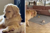 Golden Retriever wird mit Chihuahua konfrontiert: Seine Reaktion lässt Herzen hüpfen
