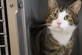 Nicht perfekt: Wer schenkt dem verspielten Kater Gismo trotzdem ein liebevolles Zuhause?