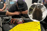 Ungeplanter Ortswechsel: Dieses Wildtier schlich sich heimlich mit in den Zoo