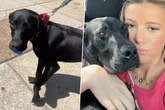 Hund muss nach Tagestrip zurück ins Tierheim: Seine Reaktion bricht so vielen das Herz