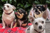 Frau stirbt und hinterlässt zwei kleine Hunde: Was wird nun aus Füri und Dobby?