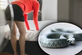 Schreck im Schlafzimmer: Frau findet Schlange unter ihrem Bett