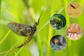 Welches Tier lebt am kürzesten? Die überraschende Lebensdauer der Eintagsfliege