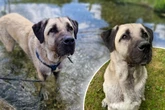 Deshalb sitzt diese Hunderasse besonders oft im Tierheim
