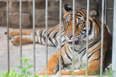 Horror im Freizeitpark: Tiger fällt Pflegerin an