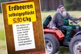 "Zertreten alles": Erster Bauer erlässt Pflückverbot für Kinder