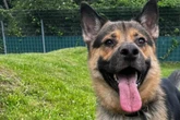 Er macht seinem Namen alle Ehre: Wer schenkt Hund Smiley ein Happy End?
