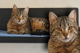 Schüchterner Kater landet im Tierheim: Wer gibt "Mampfbert" eine Chance?