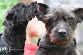 Hunde-Oma Britta braucht dringend einen Gnadenplatz, weil sie wohl nicht mehr lange zu leben hat