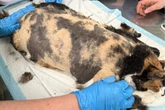 Besitzer gibt Katze im Tierheim ab: Als Pfleger das Tier sehen, sind sie entsetzt