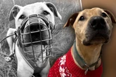 Tierretter machen schreckliche Entdeckung in Zwinger: "Nicht einmal die Hunde bellten"