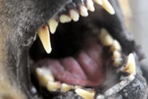 Hund beißt Kind im Stadtpark ins Gesicht