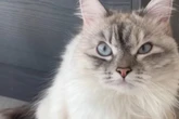 Katze ist ständig sauer: Die Gründe bringen so viele zum Lachen