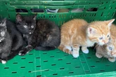 Katzenbabys gefunden: Wer hat die kleinen Samtpfoten ausgesetzt?