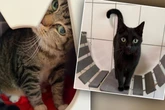 Katzen kommen nach zehn Jahren aus Vermittlung zurück: Der Grund dafür wirft Fragen auf