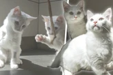 Besonderes Katzen-Duo: Ihr Handicap hält sie nicht auf