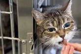 Sie will nicht im Tierheim alt werden: Gibt es für Renata noch ein Happy End?