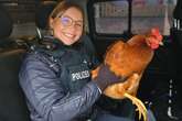 Spontaner Jobwechsel? Darum posiert Polizistin mit Huhn