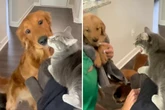 Katze will neuen Welpen loswerden: Reaktion von älterem Hund lässt Herzen schmelzen