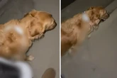 Frau kann Leine für ihren Golden Retriever nicht finden: Was sie dann tut, bringt Millionen zum Lachen