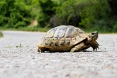 Alles andere als ein Raser: Schildkröte versucht, Bundesstraße zu überqueren