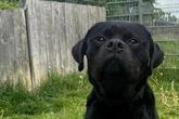 Sir Wedel ist ein sanfter Riese: Wer gibt dem Hund eine Chance?