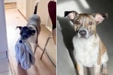 Als Frauchen begreift, warum Hund ihre Kleidung stibitzt, geht ihr das Herz auf