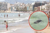 Ekel-Alarm in Urlaubsregion: Überschwemmte Kanalisation und tote Ratten im Meer