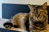 Katze verliert Besitzerin: Findet Trixie trotzdem ihr Happy End?