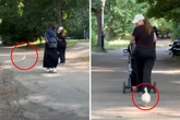 Ente verfolgt Passanten im Park: Als der Grund herauskommt, brechen so viele Herzen