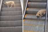 Bulldogge verliebt sich in Rolltreppe, doch ihr Hobby ist riskant