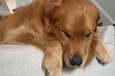 Golden Retriever ist schrecklich traurig: Der Grund dafür bringt so viele zum Schmunzeln