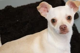 Wie kann man nur so grausam sein? Hund Bimbi durch offenes Fenster entsorgt