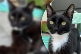 Kleiner Kater landet im Tierheim, Pfleger vermuten: "Irgendetwas muss ihm passiert sein"