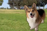 Hund fängt beim Spielen plötzlich zu hinken an: Besuch beim Tierarzt stellt sich als unnötig teuer heraus
