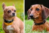 Chiweenie: Der süße Chihuahua-Dackel-Mix mit ganz besonderen Ohren