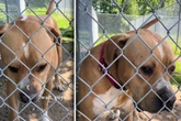 Herrchen verstößt Hund: Was dann im Tierheim passiert, macht alles noch schlimmer