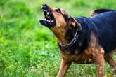 Hund verletzt Kleinkind (2): Reaktion der Besitzerin spricht Bände