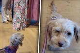 Hund muss aus tragischem Grund ins Tierheim: Was dann passiert, zerreißt Pflegerin das Herz