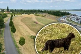 Entwarnung! War statt Puma nur eine große Katze unterwegs?