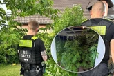 Polizei findet Drogenplantage, weil es dem Nachbarn stinkt