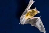 Fledermaus verirrt sich in Schlafzimmer: Mutter "verzweifelt", Polizei muss anrücken