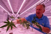 Genehmigungen für Cannabis-Clubs: Selbst ernannter Hanf-Pionier vor Gericht