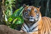 Wütende Dorfbewohner töten Tiger: Der brutale Angriff schockiert